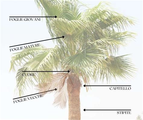 Come fertilizzare una palma regina